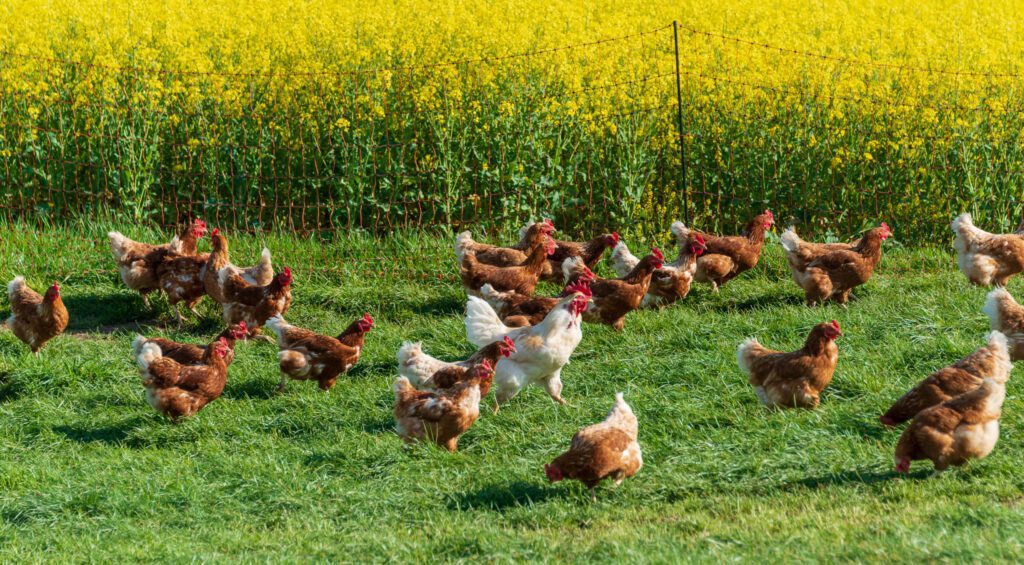 Artgerechte Tierhaltung in Schleswig-Holstein. Frei laufende Hühner auf einer Wiese in Moorsee bei Kiel